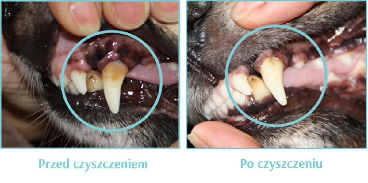 Higiena jamy ustnej u psów. Kamień nazębny